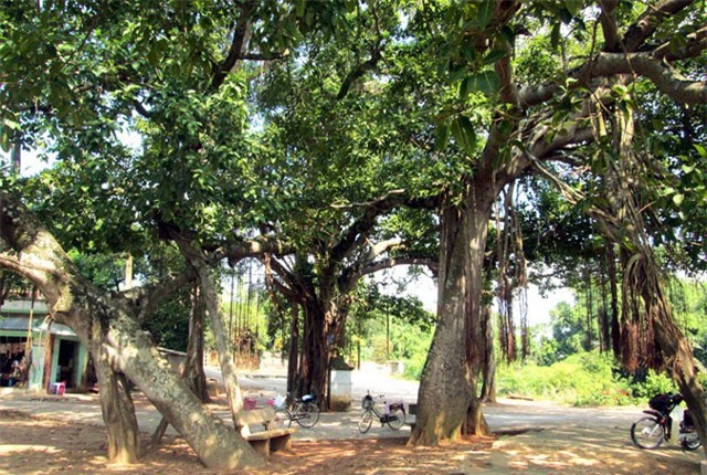 Kỳ thú cây đa 9 gốc 500 năm tuổi ở ngoại thành Hà Nội