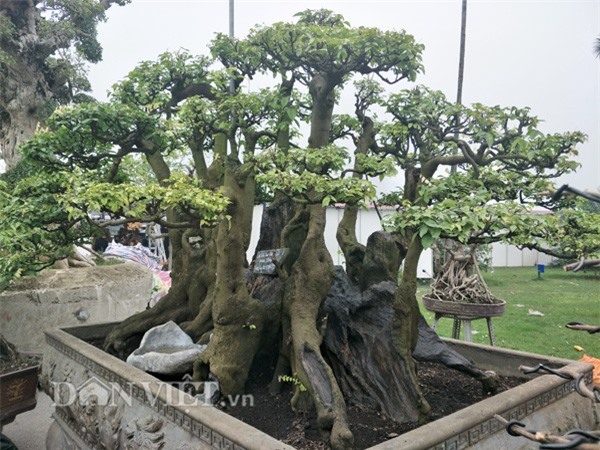 Vì sao khế kiểng cổ thụ ở Đồng Nai có giá hơn nửa tỷ đồng?