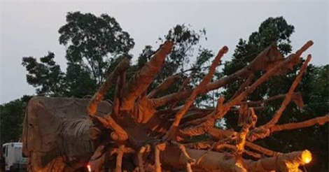 Xe chở cây khủng 'qua mặt' hàng loạt chốt: Cục CSGT nói gì?