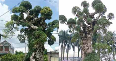 Cây duối kiểng "đại cổ trường sinh" được rao bán 3 tỷ có gì đặc biệt?