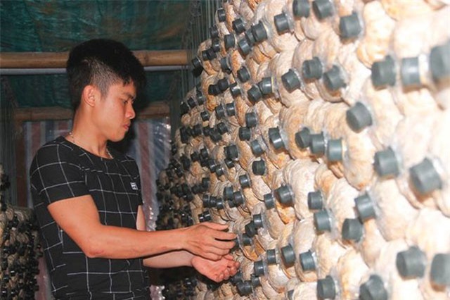 Hành trình khởi nghiệp từ "cây nấm bình dân" của 9X Quảng Trị