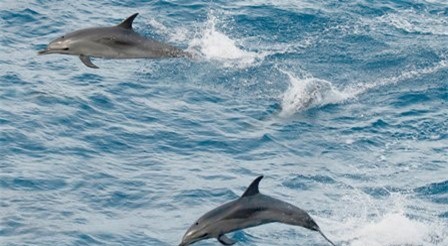 Clip: Đàn cá heo dẫn tàu ra quần đảo Trường Sa