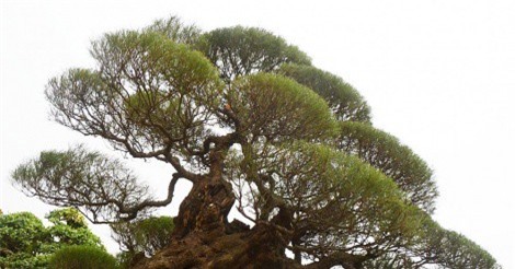 Đã mắt ngắm 'siêu cây phi lao cổ' của đại gia Hưng Yên