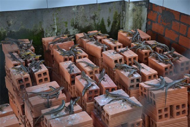 Kỹ thuật nuôi rắn mối phát triển nhanh đỡ tốn chi phí