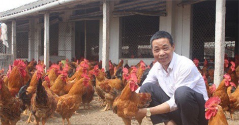 Lạ mà hay: Cho 80.000 con gà chạy bộ trên cát, kiếm tiền tỷ tậu xe hơi