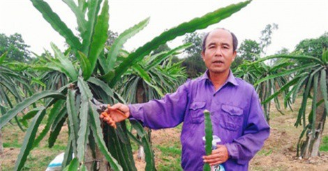Người "đón" thanh long ruột đỏ về làm giàu cho xã miền núi