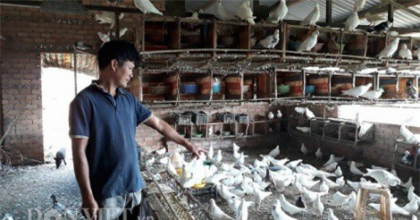 Nuôi 2.000 con chim bồ câu trắng, mỗi tháng lãi 30 triệu đồng