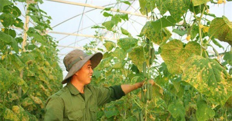 Chàng trai 9x trồng dưa chuột to, dài và tròn lãi chục triệu/tháng