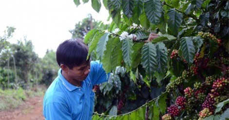 Viet Nam Cafe Show 2018 quy tụ 100 thương hiệu cà phê hàng đầu