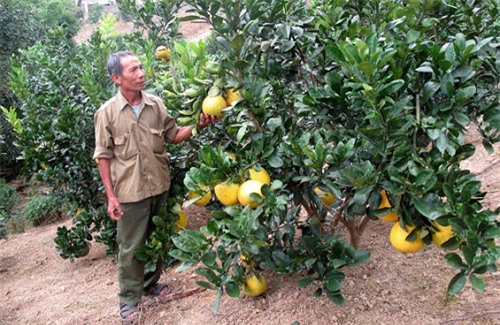 Võ Nhai phát triển kinh tế nhờ Đề án tái cơ cấu nông nghiệp