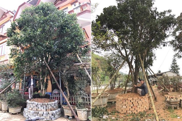 Đại gia Việt gây "sốc" khi "cõng" bao tiền đi mua cây mộc hương cổ thụ