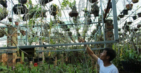 Ngỡ ngàng vì vườn lan 3 tỷ đồng của anh nông dân Lâm Đồng