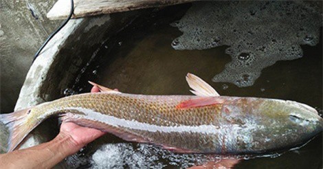 Quảng Bình: Bắt được cá dài gần một mét, nghi sủ vàng quý hiếm