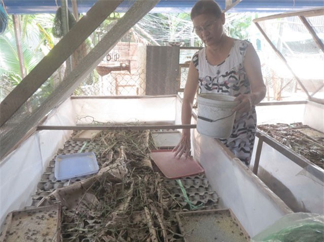 Thu lời 20 triệu đồng mỗi tháng nhờ 50m2 nuôi dế