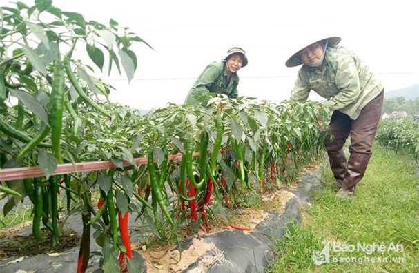Trồng ớt cay cao sản, mới hái 2 lứa tiền thu về đã bằng cả vụ ngô