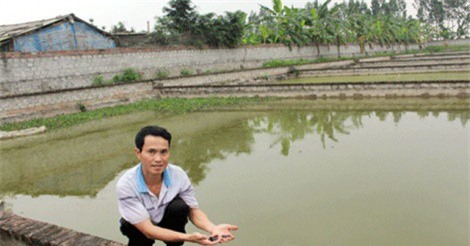 Từ con nợ thành triệu phú sau 2 năm nuôi ba ba