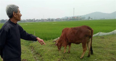 Sẽ kiểm tra, xử lý vụ chăn thả trâu bò phải đóng... phí đồng cỏ