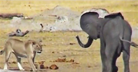 Clip: Bầy sư tử đoạt mạng voi con trong chớp mắt