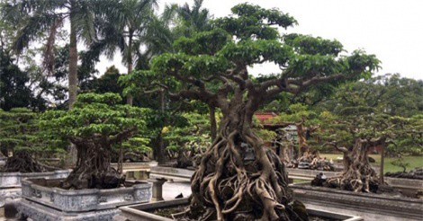 "Lạc bước" vào vườn cây cảnh trăm tỷ của đại gia Hà Thành