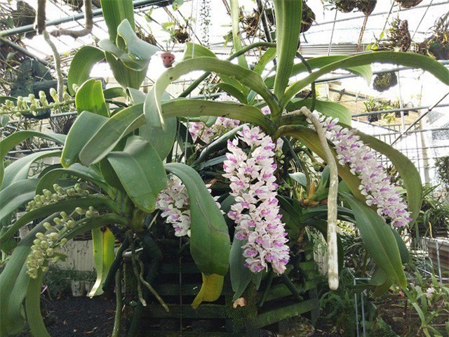 Cận cảnh vườn lan tiền tỷ của đại gia phố núi