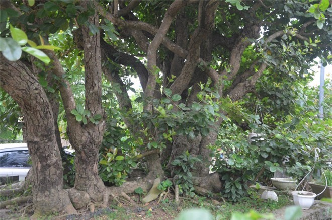 Gốc trâm vối 500 tuổi, giá 10 tỷ đồng của đại gia Hà Nội