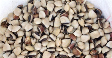 Nghệ An: Nuôi ngao biển xuất khẩu thu lãi 300-500 triệu đồng/hộ/năm