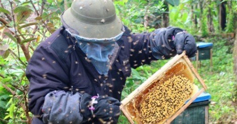 Nông dân Nghệ An nuôi ong chúa lấy sữa, thu lãi 200 triệu đồng/năm