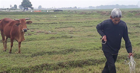 Thanh Hóa yêu cầu xã trả lại phí đồng cỏ chăn nuôi trâu bò cho dân