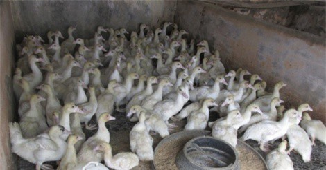 Thu 40 triệu đồng/tháng với cách nuôi ngan Pháp khác người