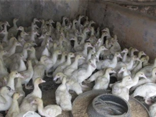 Thu 40 triệu đồng/tháng với cách nuôi ngan Pháp khác người