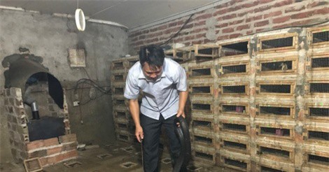 Thu tiền tỷ từ nuôi rắn