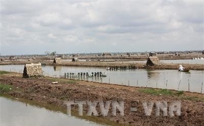 Trà Vinh phát triển mô hình nuôi tôm siêu thâm canh