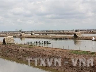 Trà Vinh phát triển mô hình nuôi tôm siêu thâm canh