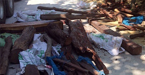 Tạm giữ hơn 2 tấn gỗ trắc được ngụy trang dưới các bao đựng lông vịt