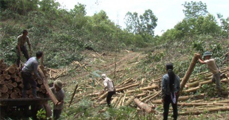 Hướng dẫn thủ tục khai thác gỗ rừng trồng