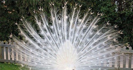 Thăm trang trại chim "quý tộc" tiền tỷ của đại gia người Hà Nam