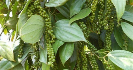 Đại lý gom hàng đẩy giá hồ tiêu tăng mạnh