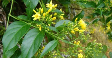 Điện Biên: Hai học sinh tiểu học tử vong vì ăn lá ngón