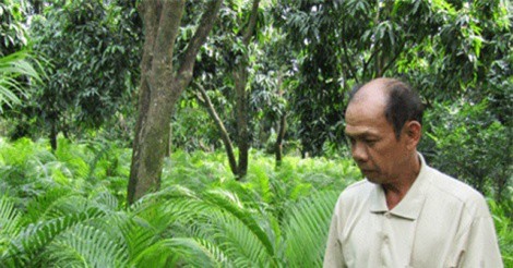 Lạ mà hay: Trồng cau bán lá thu 30 triệu/tháng