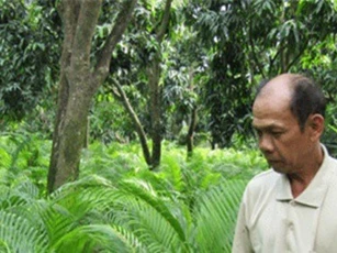 Lạ mà hay: Trồng cau bán lá thu 30 triệu/tháng
