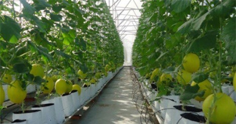 TP.HCM: Nông dân hào hứng ứng dụng công nghệ cao