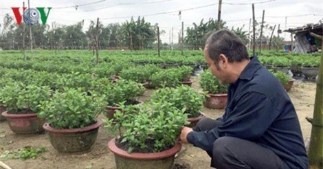 Cựu chiến binh làm giàu từ nghề trồng hoa