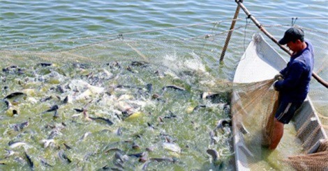 ĐBSCL: Giá cá tra tăng cao, người dân ồ ạt đào ao nuôi