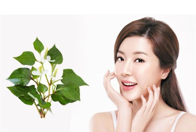 Bật mí cách làm da trắng bật tông bằng rau diếp cá