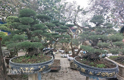 Ngắm cặp phi lao kiểng cổ thụ có thế "nghinh phong" của đại gia Hà Nội