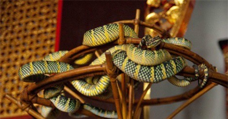 Rợn người với ngôi đền rắn bò lổm ngổm ngay trên đầu du khách