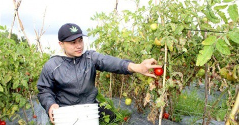 Bỏ phố về 'thủ phủ rau' xứ lạnh khởi nghiệp trồng 15ha rau sạch