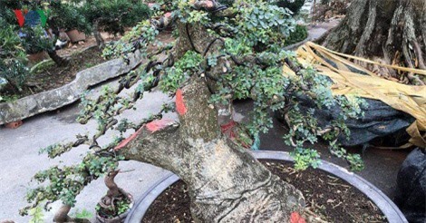 Ngắm cây cần thăng dáng "độc", giá hơn 10.000 USD