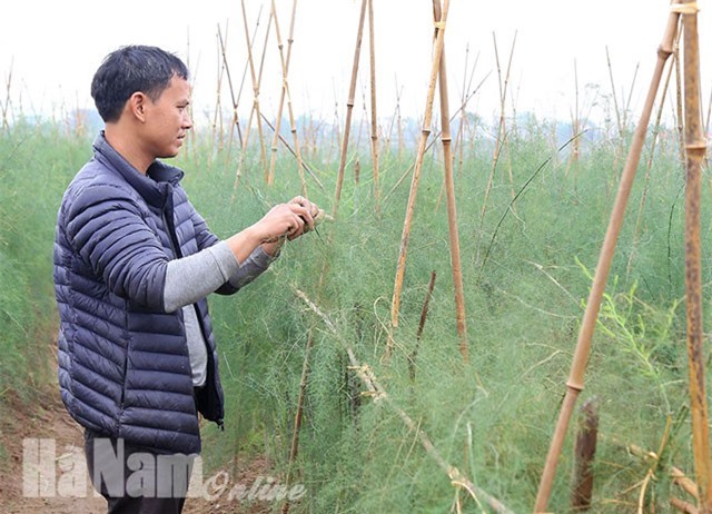  Cây trồng mới giúp nâng cao hiệu quả sản xuất nông nghiệp