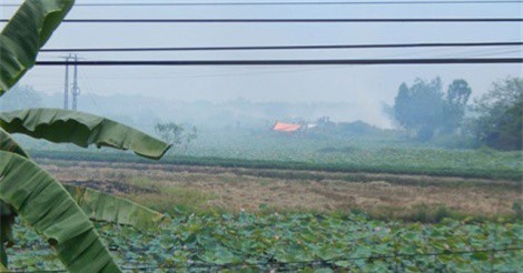 Chuyển đổi đất trồng lúa kém hiệu quả sang trồng sen